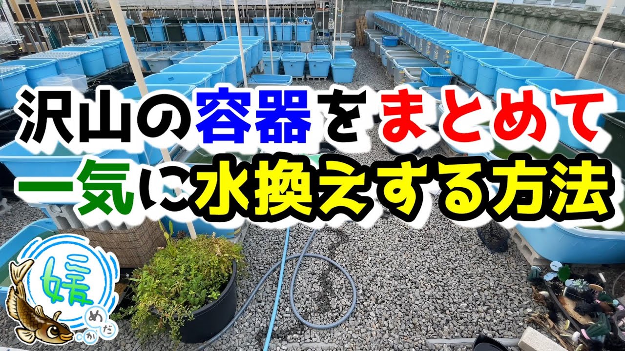 まとめて自動で水換えする方法～メダカの養魚場の秘密の水換え方法～【媛めだか】