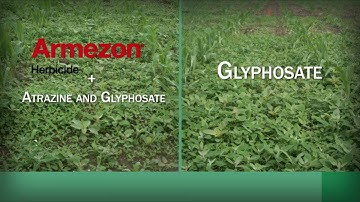 Armezon Timelapse | BASF