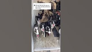 Absen Nama-Nama Anjing | Mereka Pintar-Pintar Loh.. #shorts