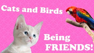 🐱 CAT and 🦜 BIRD Best FRIENDS!! [COMPILATION] by Animals for All 538 views 3 years ago 3 minutes, 10 seconds