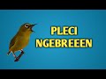 Pleci Dakun Gacor Cocok Untuk Pancingan Pleci Agar Buka Paruh Oriental White Eyes Zosterops Mp3 - Mp4 Download