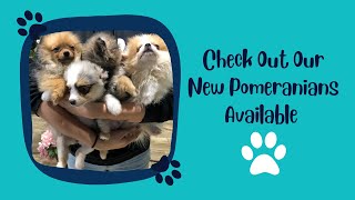 Pomeranian Puppies Available For Sale