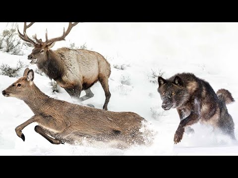 Видео: Канадские Волки гроза Бизонов и даже Медведя! Главные хищники с четкой иерархией в стае!