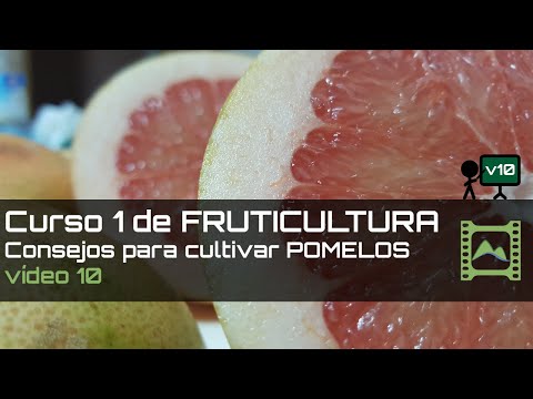 Video: Qué es un pomelo: consejos para cultivar un árbol de pomelo