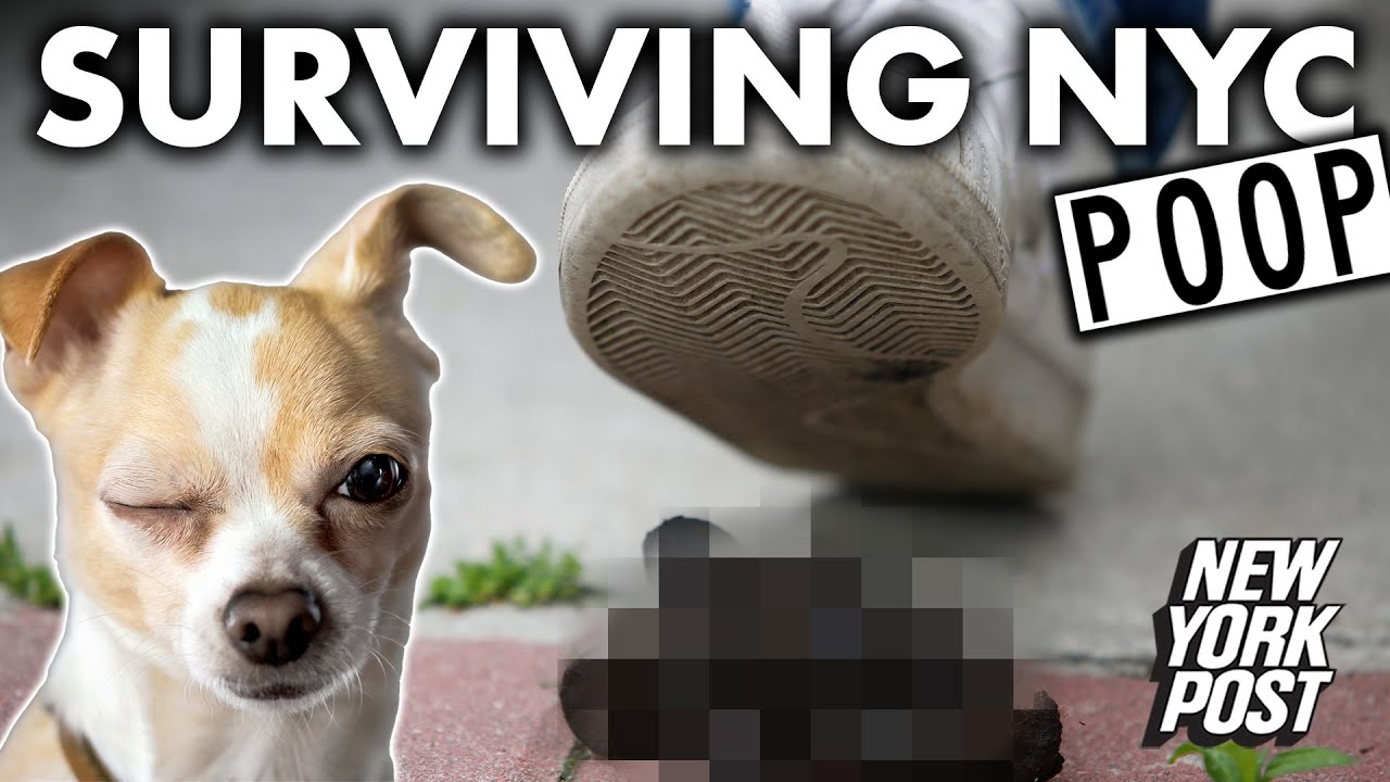 Be Careful Of Poop In New York City Survival Guide To NYC Episode 5 