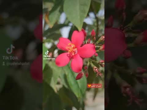 يا اخي اسال صباح الخير