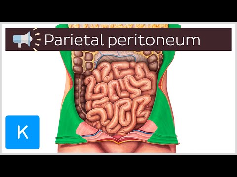 Parietal peritoneum | Anatomical Terms Pronunciation by Kenhub