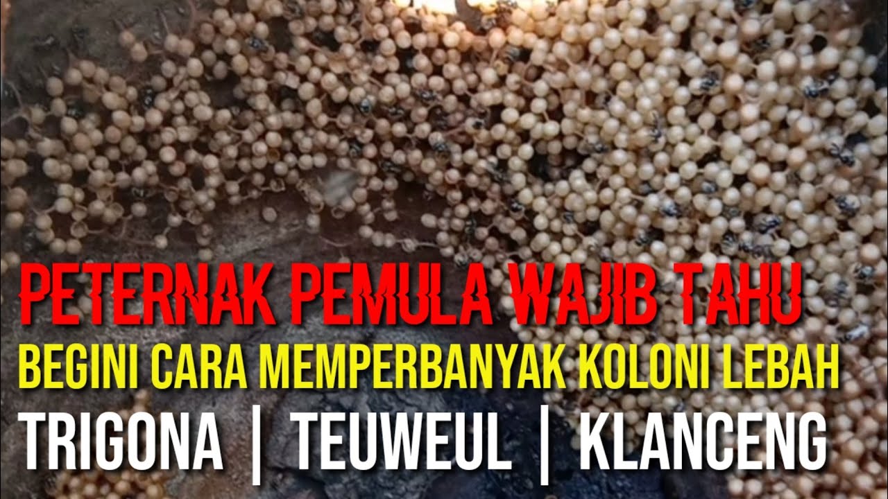 Cara Memecah Koloni Lebah Klanceng|Teuweul