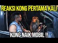 GAK NYANGKA INI REAKSI KONG PERTAMA KALI NAIK MOBIL!!! PINDAH KE SANCTUARY 1.0 JADI SULTAN!!!