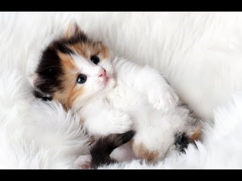 Ciri Ciri Peranakan Kucing Persia - YouTube