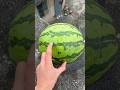 Experiment: Will a watermelon explode if it rolls down from a tall building?