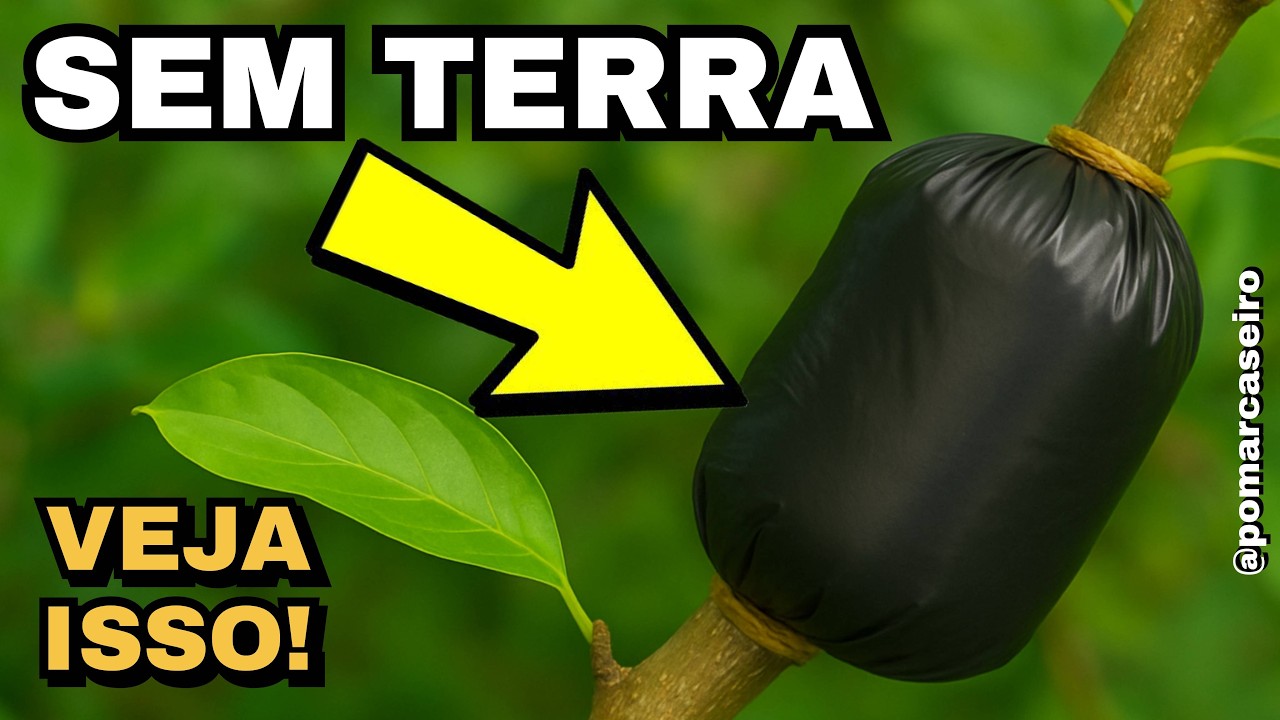 Alporquia SEM Terra: POUCOS Conhecem essa Técnica!