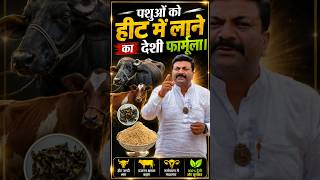 पशुओं को हिट में लाने का देशी फॉर्मूला👍| Vicky Pansari | #vickypansari #pashupalan #dairyfarm