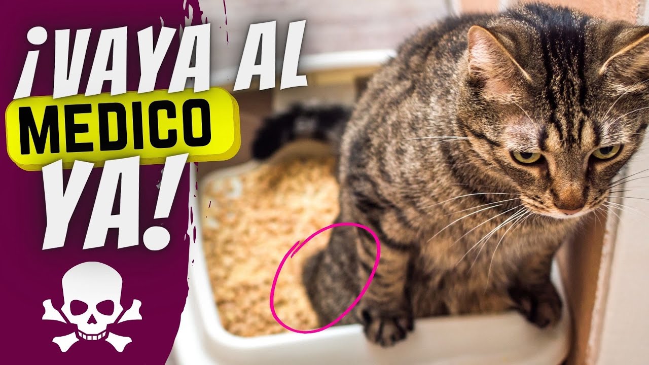 Insuficiencia Renal En Gatos: Ayúdale Con La Dieta Natural – Puromenu |  