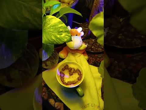 بقلبي تعا كفي نومك