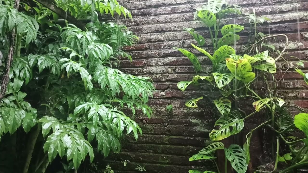 Heavy Rain on Philodendron Garden | Relaxing ASMR Rain Sounds for Deep Sleep