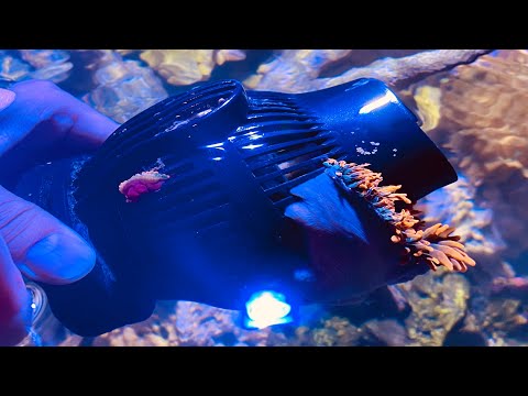 Video: Cách Chăm Sóc Hải Quỳ ống (Lớp Phụ Ceriantharia)