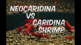 Neocaridina vs. caridina shrimp comparison