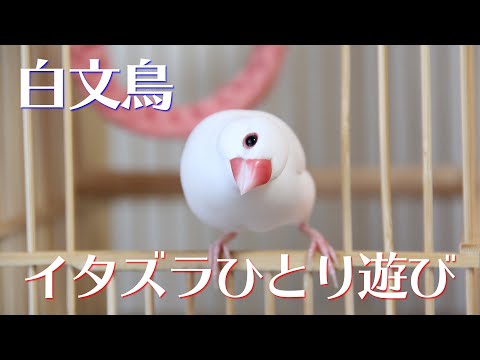 【白文鳥】イタズラひとり遊び