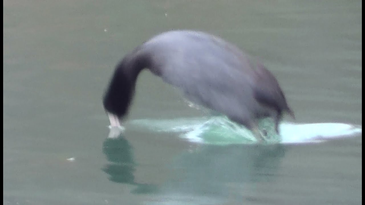 American Coot Diving 2 HQ HD YouTube