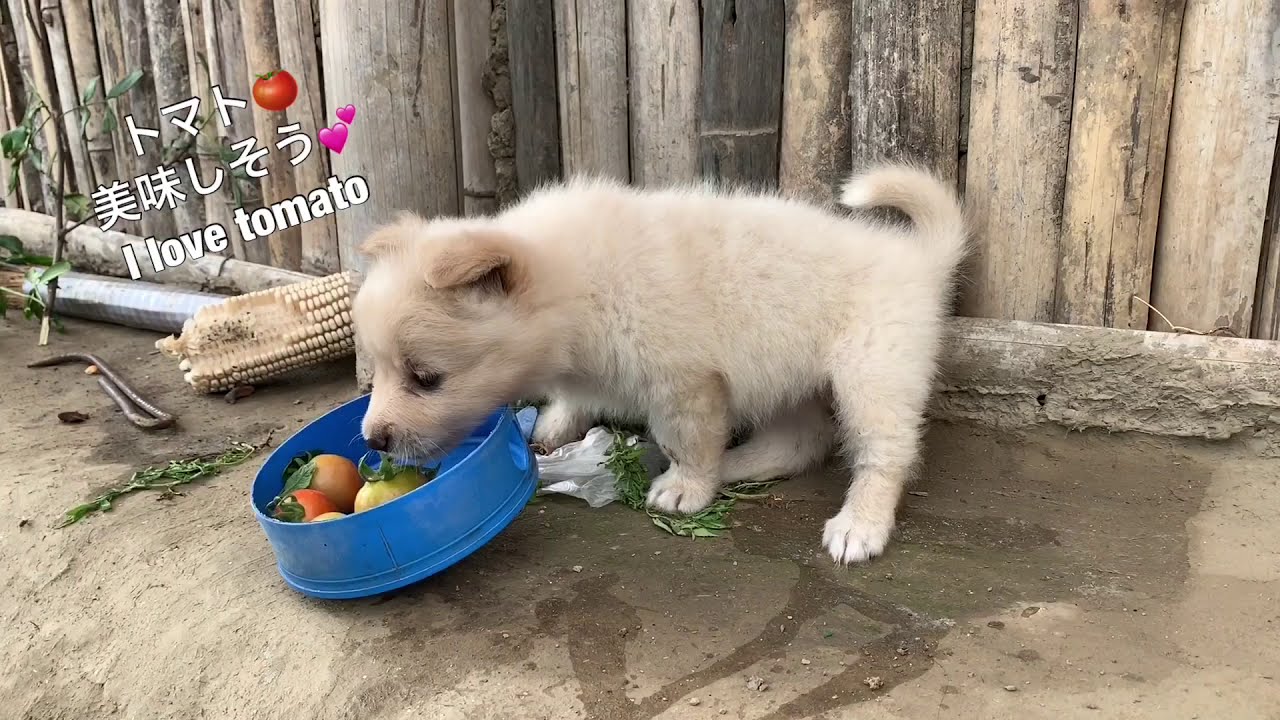 トマトや菜っ葉を食べようとする子犬（パピー）I'm a vegetarian. YouTube