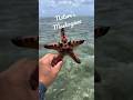 Nature’s Masterpiece #starfish #starrysea #oceanlife #marinebiology #shortsvideo