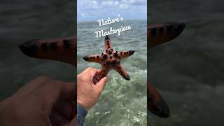 Nature’s Masterpiece #starfish #starrysea #oceanlife #marinebiology #shortsvideo