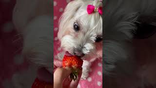 Little dog enjoying the strawberry 🥰￼￼