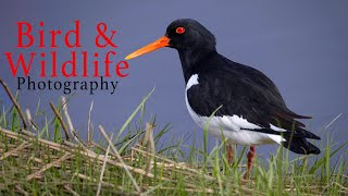 Bird & Wildlife Photography /Canon EF-200-800mm/ Canon 24-105mm