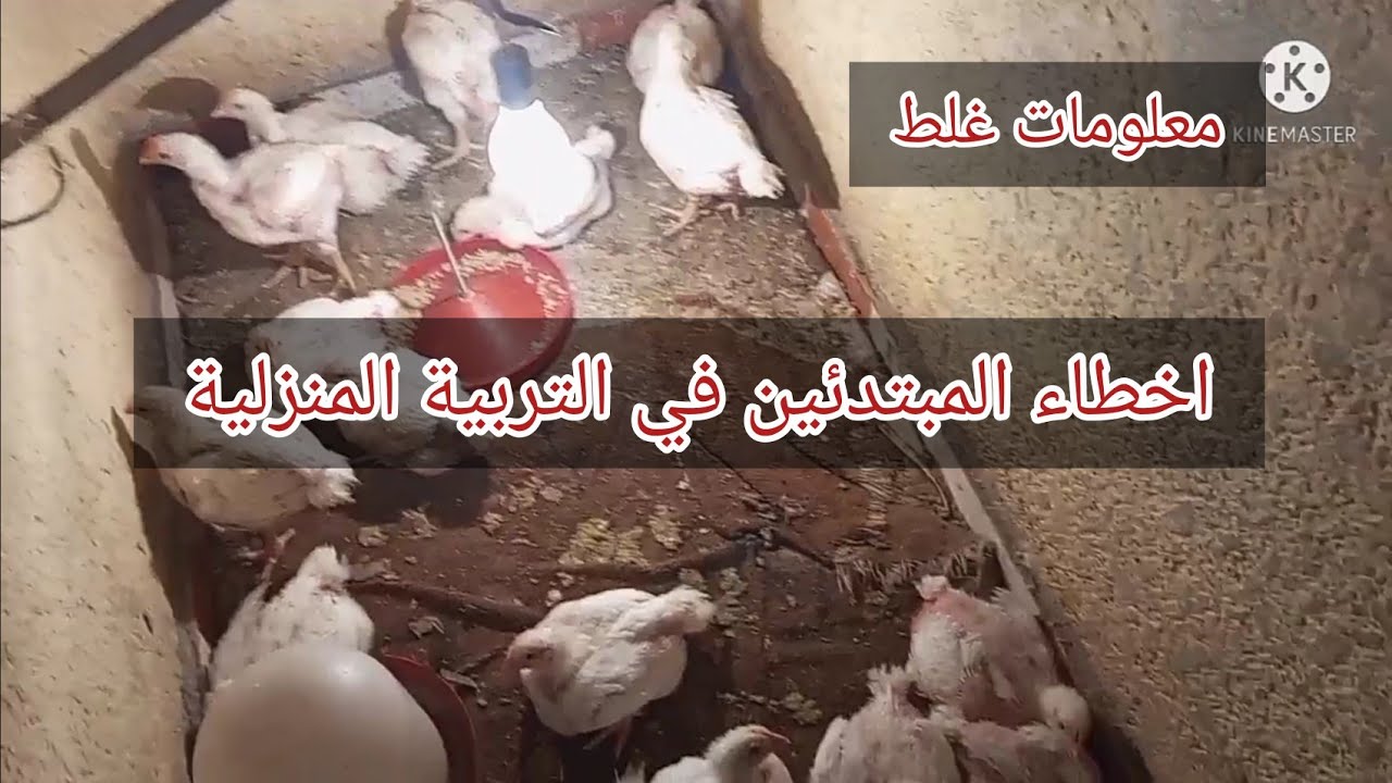 أخطاء بيقع فيها المربي المبتدي في تربية الفراخ البيضاء في المنزل/معلومات غلط/تربيه فراخ التسمين