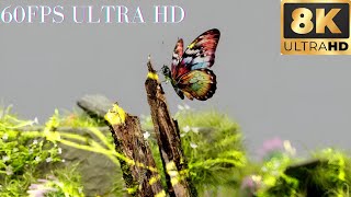 Animal Planet Ultra HD 8k- Wonderful Animals (60fps Ultra HD 8K)