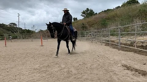 Starting Nordico into the two rein using a Bruce H...