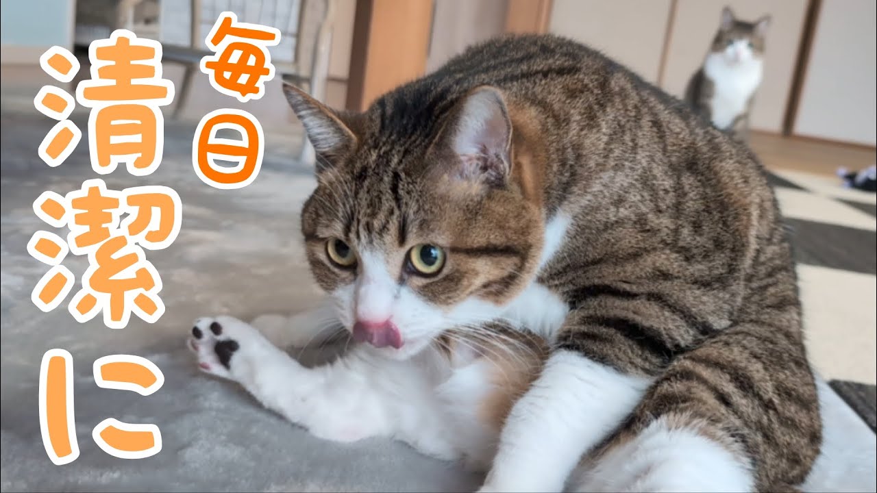 お風呂いらずのキレイ好き猫さん♪ vol.1462 - YouTube