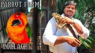 PET FARM & BREEDING | POLLACHI PARROT FARM | OSTRICH | IGUANAS PARROTS | நெருப்பு கோழி  | DOGS BREED