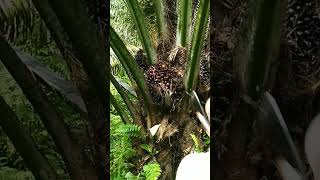 Part 2 Cara Panen Curi Buah