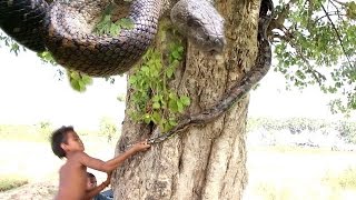 Children Found Big Giant Anaconda Snake in Tree hole