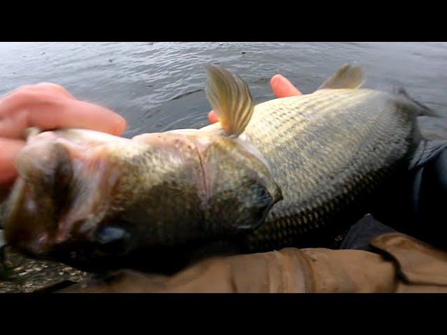 A SHORT - Freshwater Fishing with the U20 FLATFISH Lure - Stuck in the  Brush! 