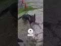 Handler Hits K-9 After Being Bit
