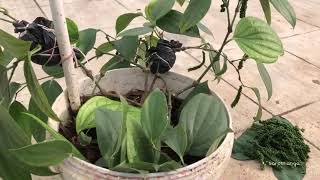 மிளகு செடி வளர்க்கும் முறை / Pepper plant growing in Tamil