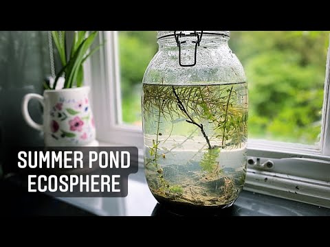 Summer Pond DIY Ecosphere - How To Make An Ecosphere or Jarrarium