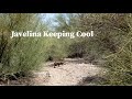 Javelina Keeping Cool