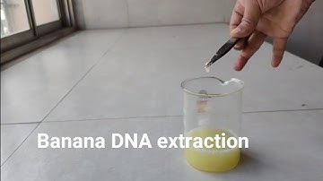 Banana DNA extraction experiment 🧪🥼
