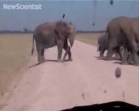 health insurance Elephants use mental maps to keep track of family members