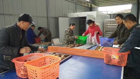 Hello river brand mushroom dryer industrial mushroom dehydrator commerical mushroom dehumdifier