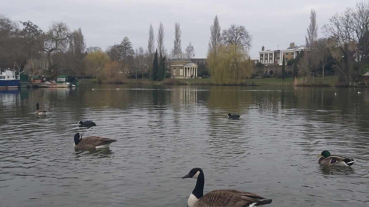 The River Thames Hurst Park Molesey Surrey. - YouTube