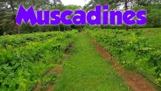 Where We Are With The  Muscadines