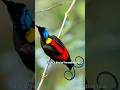 Wilson S Bird Of Paradise Nature S Most Colorful Wonder Rare Bird Beauty Wilson S Bird Of Paradise Nature S Most Colorful Wonder Rare Bird Beauty