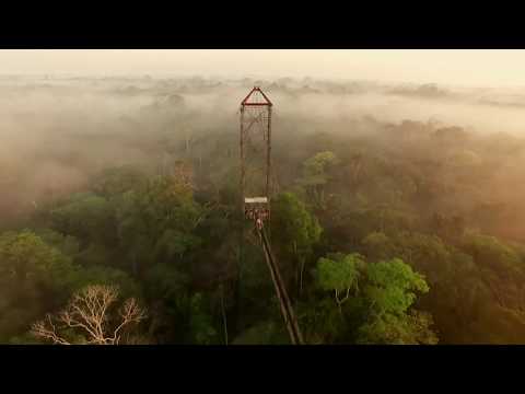 Canopy walk