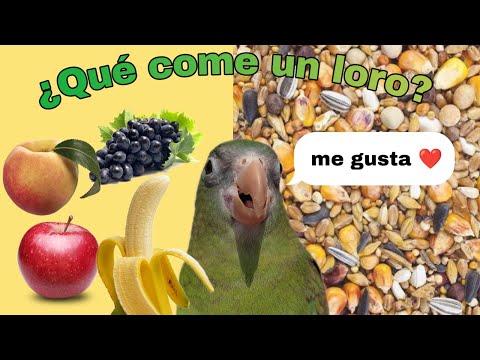 ¿QUE PUEDE COMER TU LORO? | Información básica para principiantes