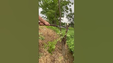 Tôi làm con dao quắm phát rẫy bằng thép vòng bi tàu thủy chặt cây như chặt chuối vậy